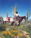 cowboycactusflowers.JPG (253370 bytes)