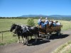 Wagon Rides